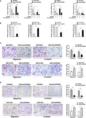 CAPRIN2 upregulation by LINC00941 promotes nasopharyngeal carcinoma ferroptosis resistance and metastatic colonization through HMGCR